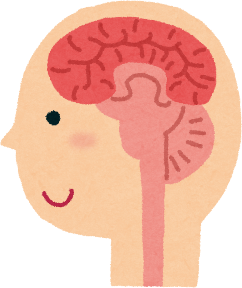 Watercolor Illustration of Human Brain Cross-Section